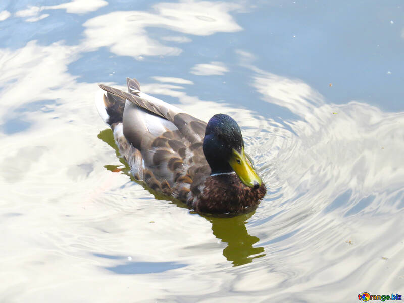 Duck in water Swimming №54295
