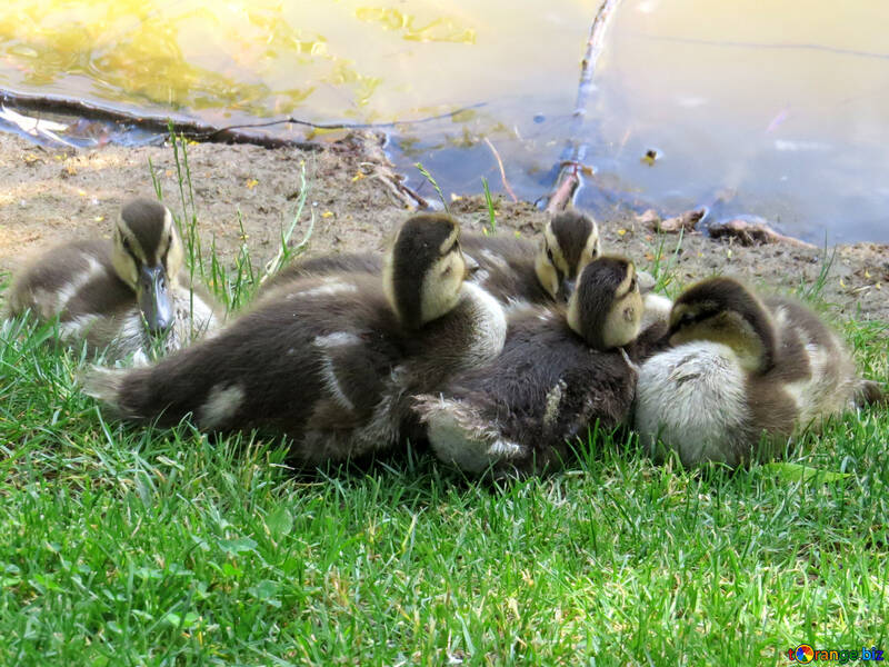 ducklings being cute on a warm summer day №54280