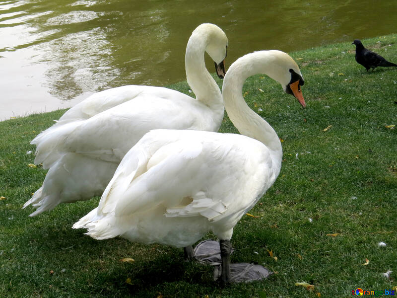 happy couple of swans №54230