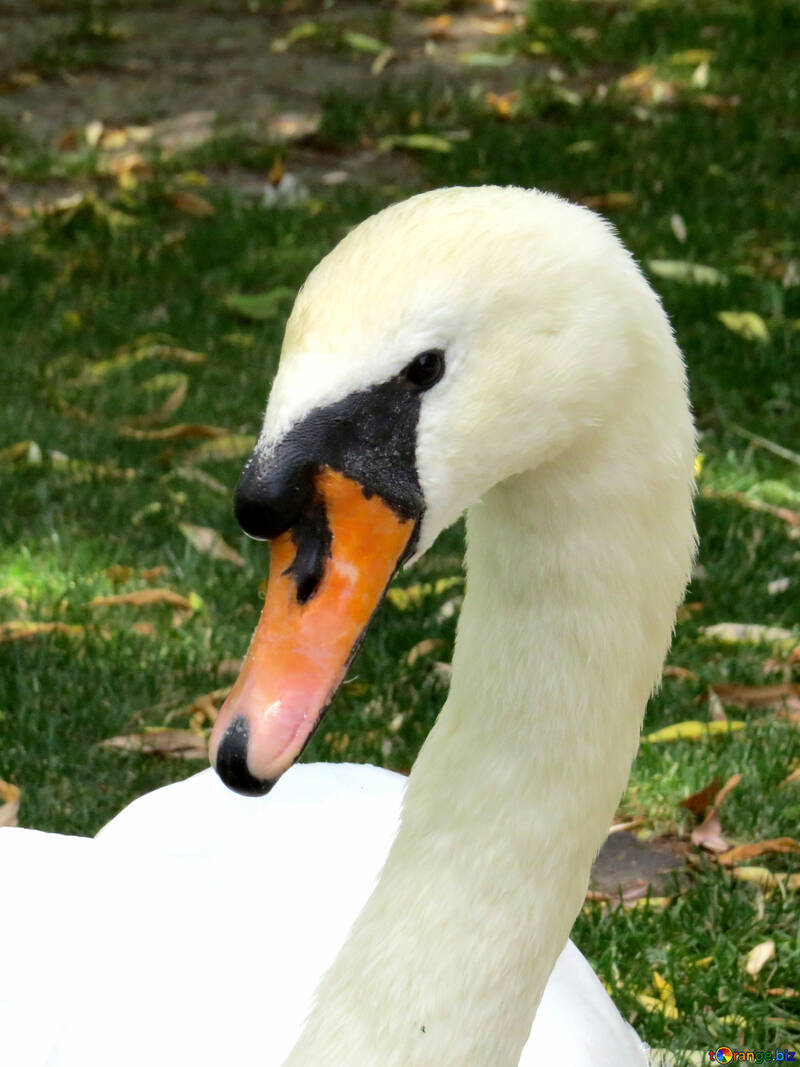 swan №54303