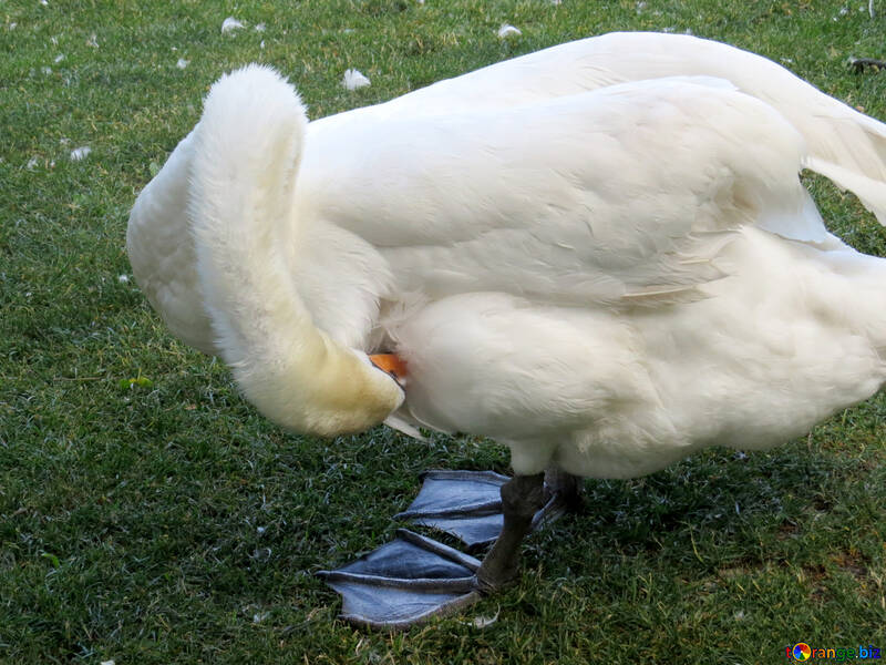 Um pássaro cisne com a cabeça baixa №54213