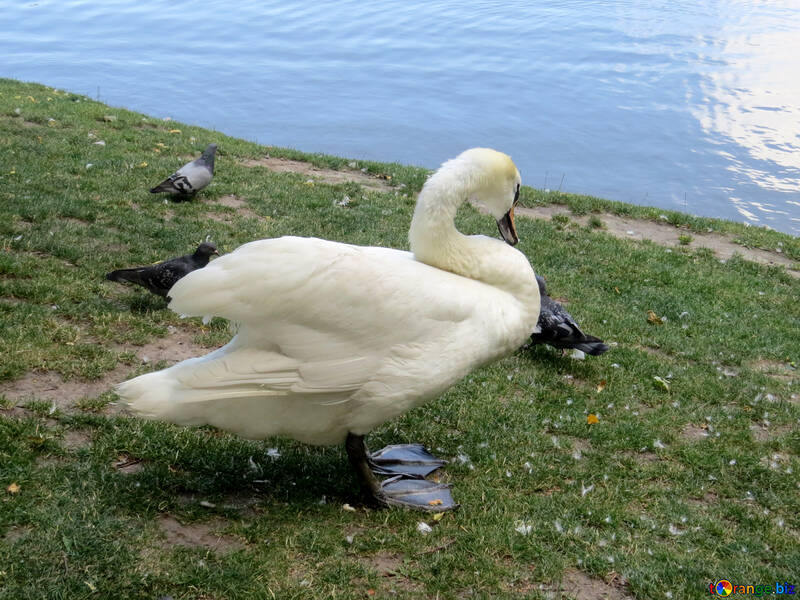 Um cisne perto do lago de pássaros aquáticos №54298