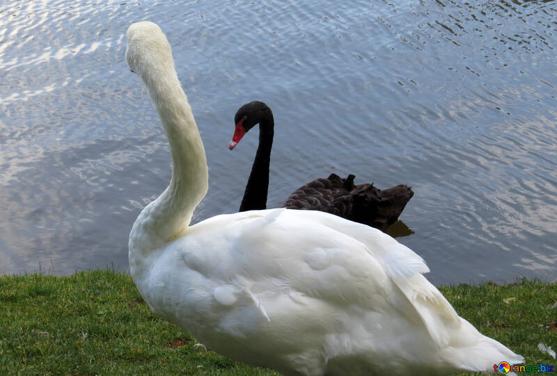 a swan and a black swan looking at each other №54285