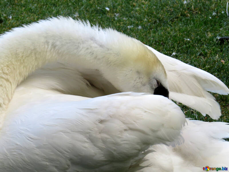 Un cisne limpiando sus plumas blancas detrás de los pájaros acicalarse №54215