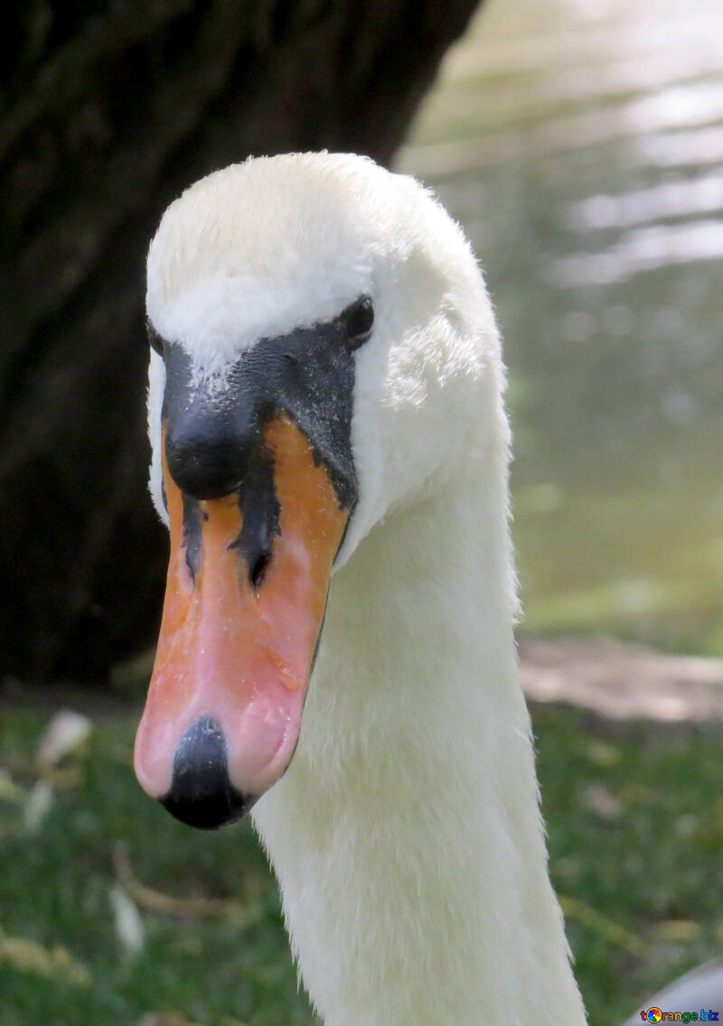 Swan close-up №54315