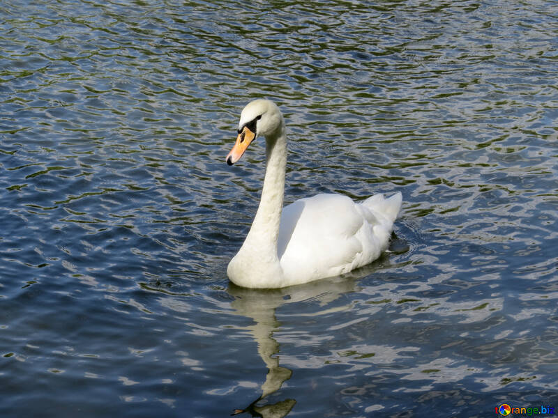 Swan on a lake swimming №54371