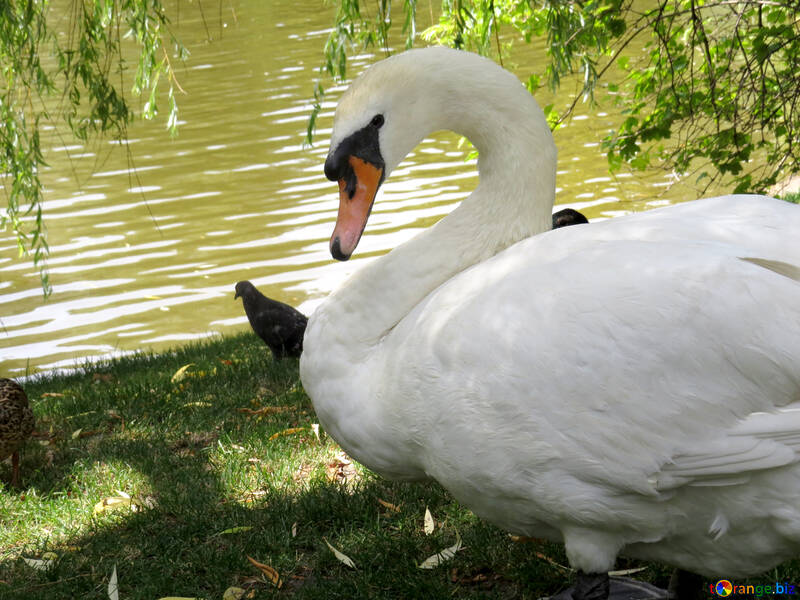 Um cisne perto de um lago №54305