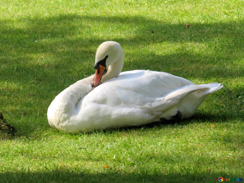swan sitting on grass №54276