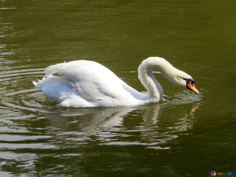 Swan swimming in lake №54232