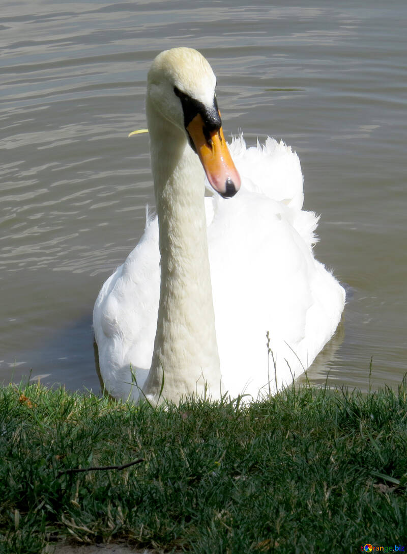 Cisne nadando blanco №54358