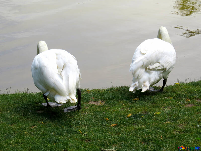two swans from behind №54231