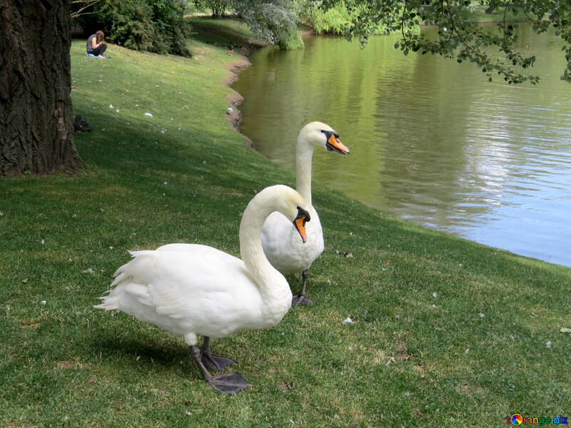 公園の湖の近くの2羽の白鳥 №54226