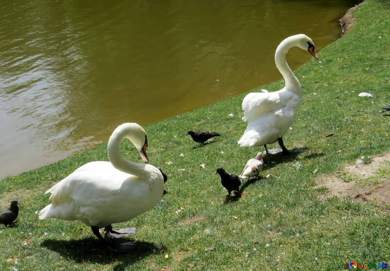 Dois cisnes brancos à beira do lago na grama verde №54319