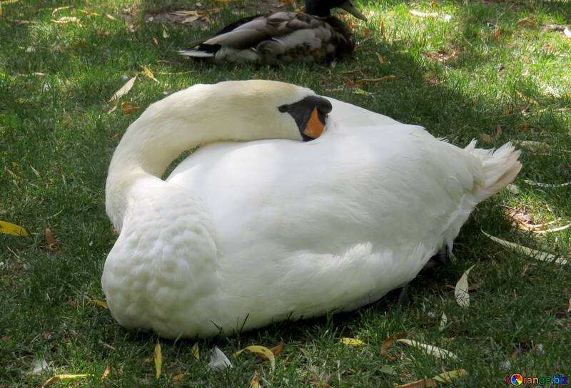 A white swan sleeping №54317