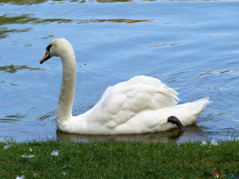 white swan swimmin №54221