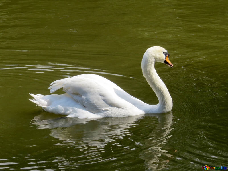 Swan in water №54233
