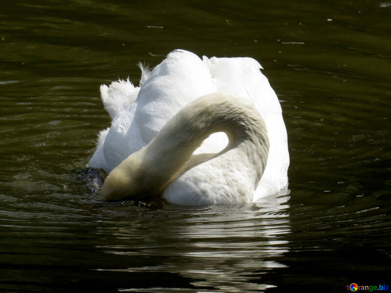 A swan on water №54356