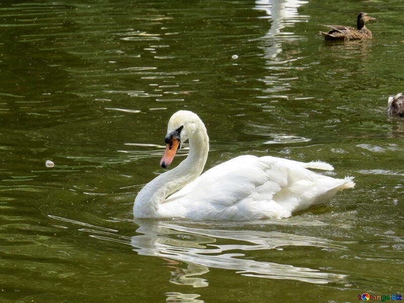 Cisne blanco en el agua №54353