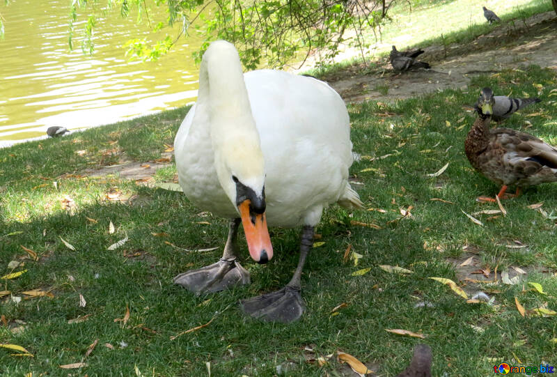 a white goose №54307