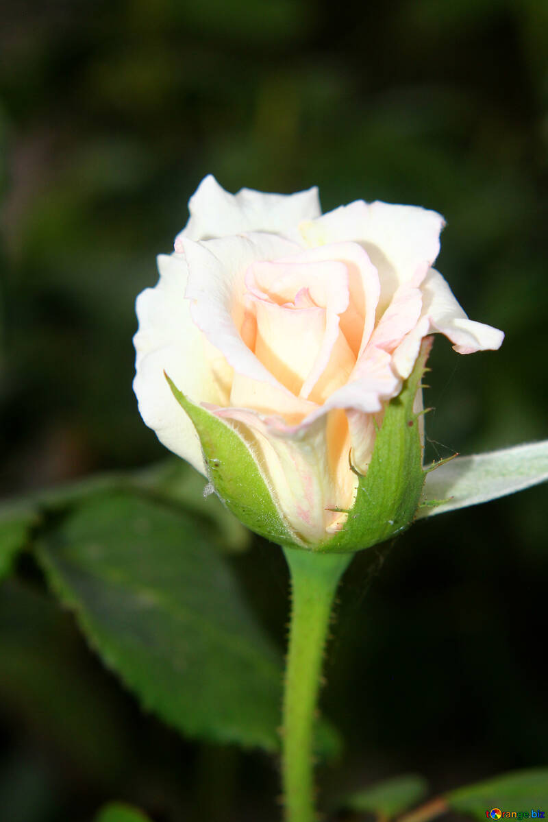 Flor rosa blanca №54144