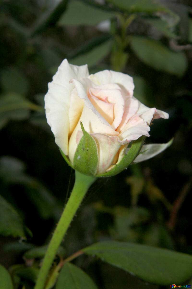 White rose Flower №54145