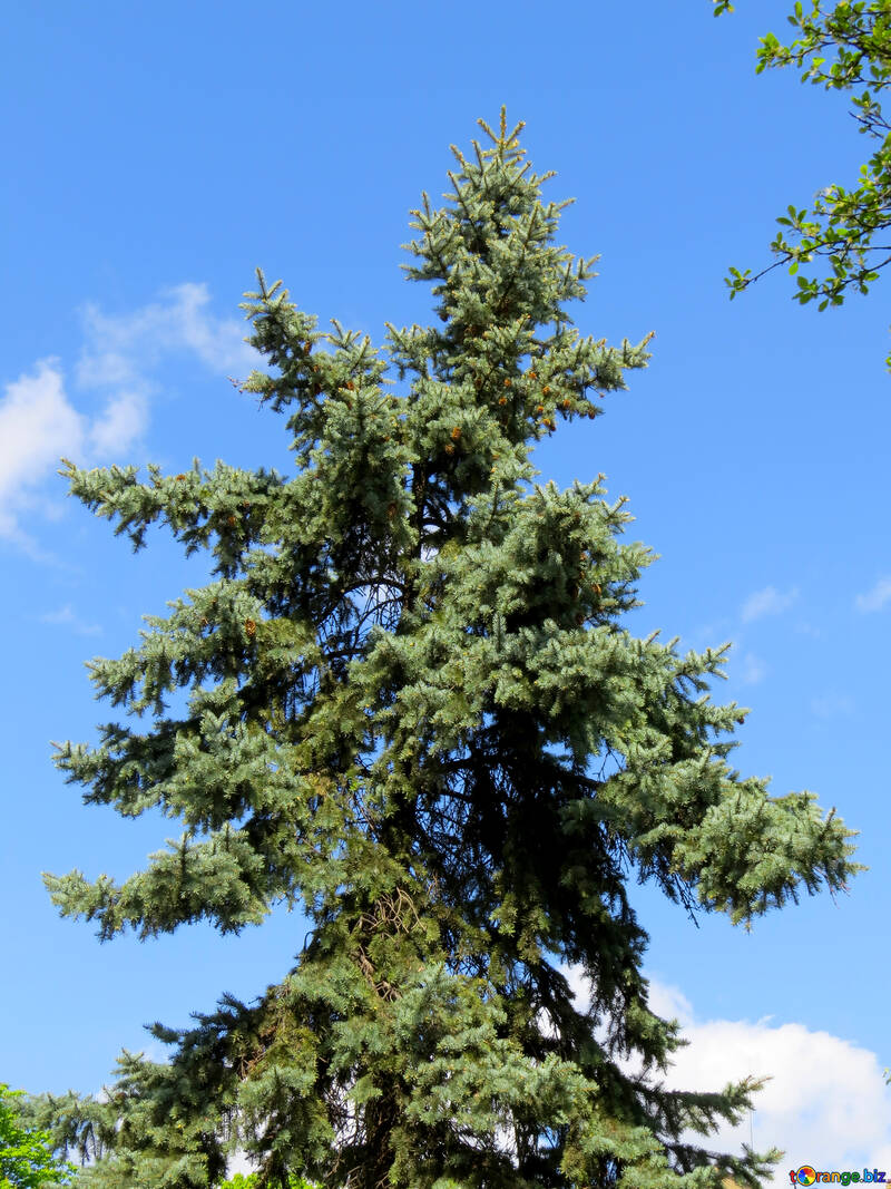 Una gran familia de pino planta leñosa rama de bosque №54155