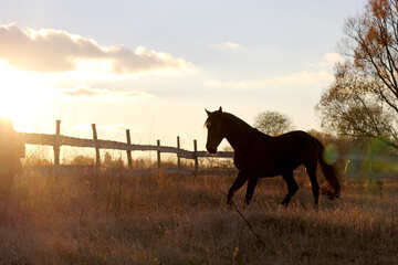 Un hermoso caballo en el campo al atardecer. №55273