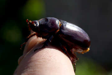 Beetle on fingertip, fingertail, coleoptera, june №55032