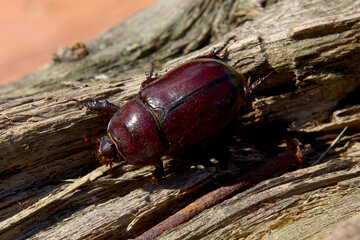 beetle on wood insect №55044