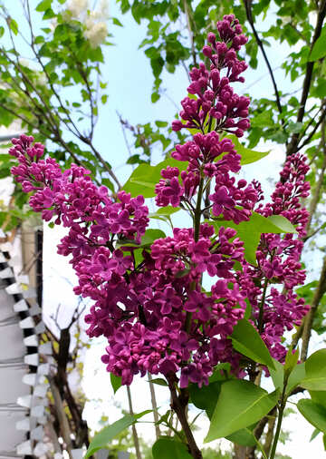 紫色の花 №55637