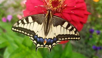 Butterfly sitting on flower №55870