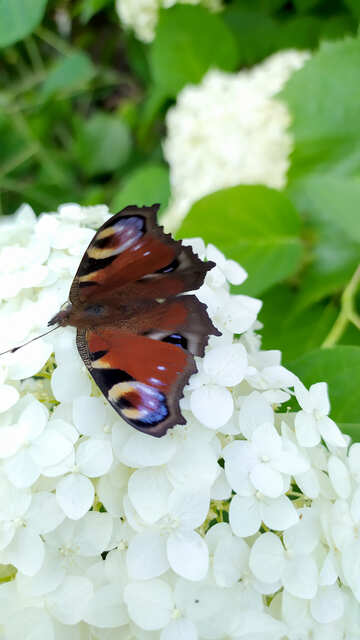 butterfly on flowers №55744
