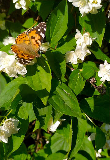 butterfly on leaves of flower plants №55687
