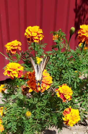 Marigolds, zebra swallowtail butterfly №55879