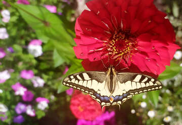 Butterfly on zinnias flower №55871