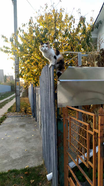 A cat on the fence №55941