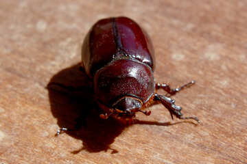 cockroach beetle №55026