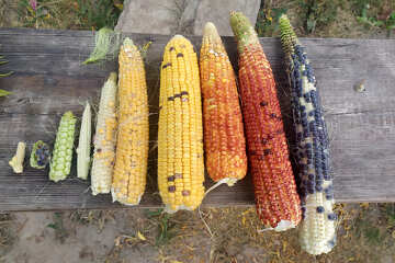 Mazorcas de maíz Diferentes colores №55899