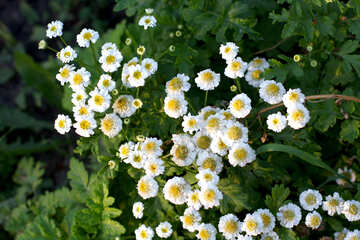 Flores de margarida podem ser decorações flor de margaridas №55186