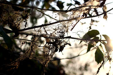 dust rash in forest tree №55189