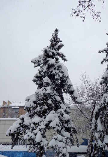 雪に覆われたクリスマスツリー №55417