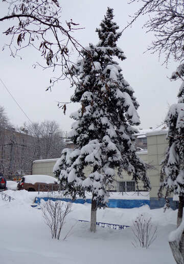 Snow covered fir tree christmas tree №55416