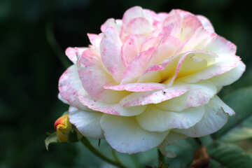  a close up of a flower rose pink №55179