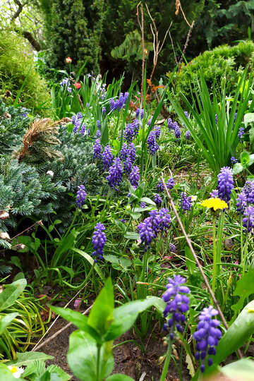 庭の紫色の花紫色の植物美しい №55608