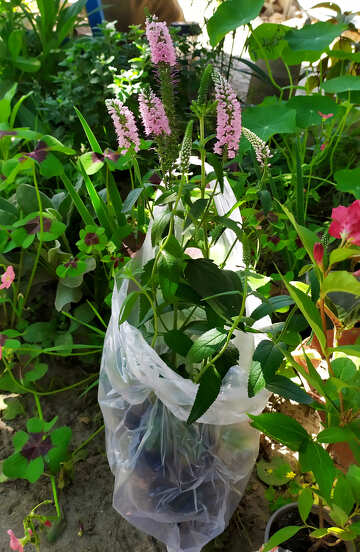 flowers in a platic bag greenhouse plant №55888