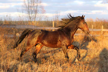 A brown horse on the move Either enjoying his freedom or working hard in the farm galloping along Horse №55290
