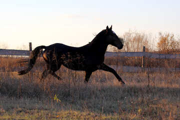 Horse in a country setting that could be used in a real estate advertising №55284