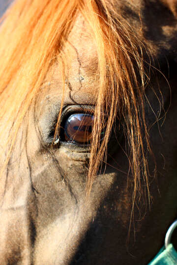 horse eye gold №55167