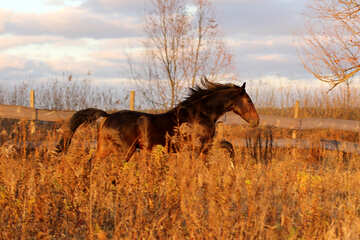 horse in a field  grass №55281