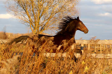 Foto maravilhosa da natureza do cavalo correndo №55274